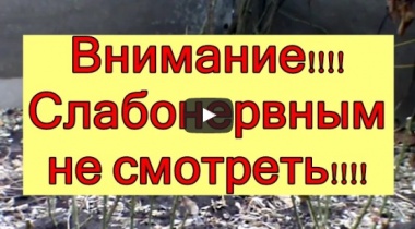 Домашние хищные животные. 2016 санитары.