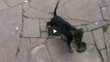 Щенок хочет кушать.Смешной пес УМКА.