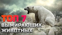 Вымирающие животные. Редкие виды животных.